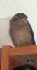 Queen of sparrows