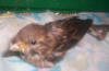 after a bath, no leg movement