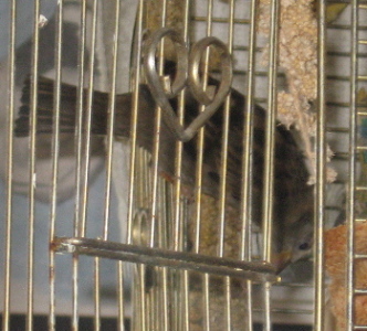 Millet treat